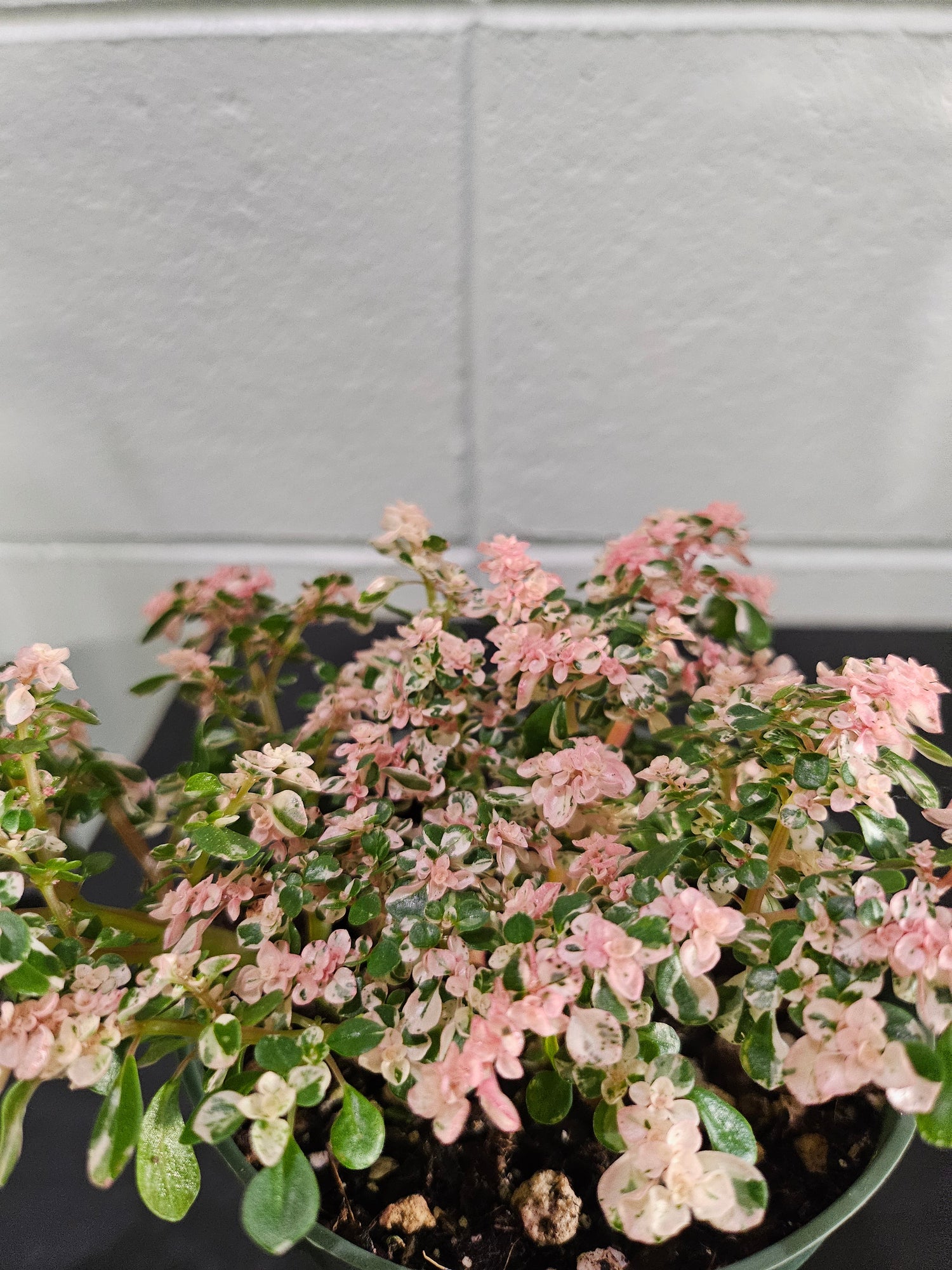 Sweet Ann’s Variegated Pilea is a rare, pet-safe plant with pink, white, and green foliage—like a miniature fairy tree, perfect for whimsical indoor spaces.