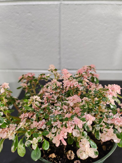 Sweet Ann’s Variegated Pilea is a rare, pet-safe plant with pink, white, and green foliage—like a miniature fairy tree, perfect for whimsical indoor spaces.