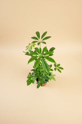 Dwarf Umbrella Tree (Schefflera arboricola) is an easy-care houseplant with glossy leaves and a tree-like form, perfect for bright indoor spaces.