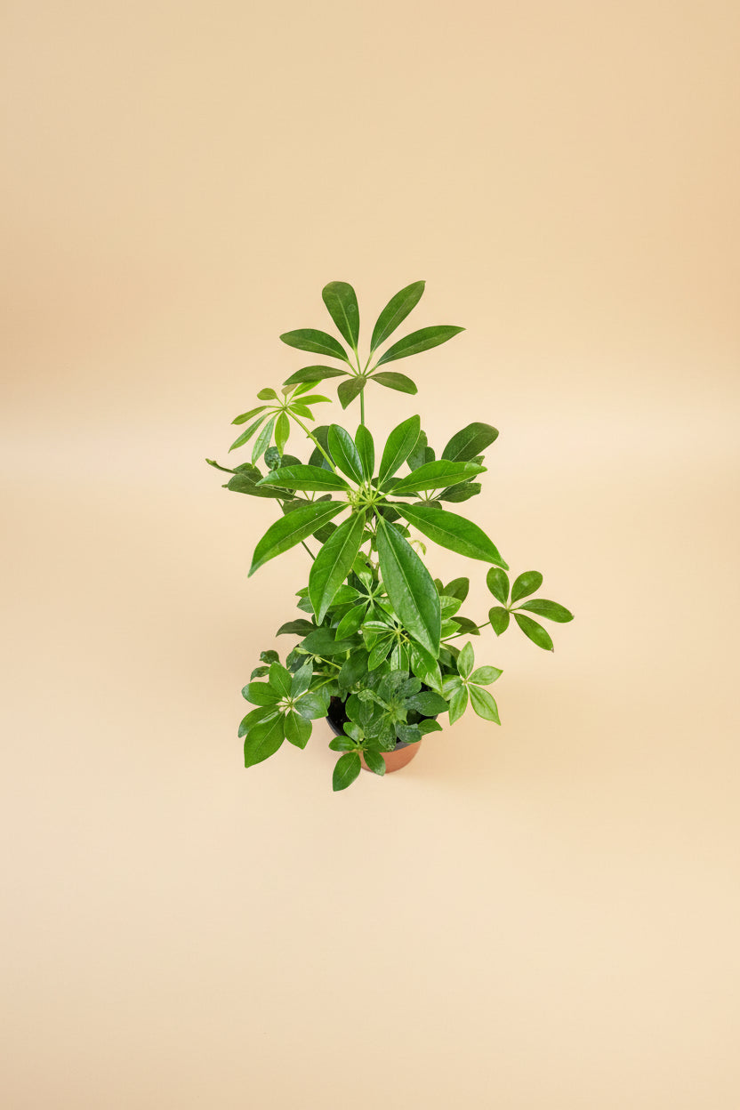 Dwarf Umbrella Tree (Schefflera arboricola) is an easy-care houseplant with glossy leaves and a tree-like form, perfect for bright indoor spaces.