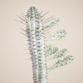 Variegated Corn Cob Cactus is a unique Euphorbia with sculptural green and creamy yellow stems. Easy-care 4" collector succulent for sunny spaces.