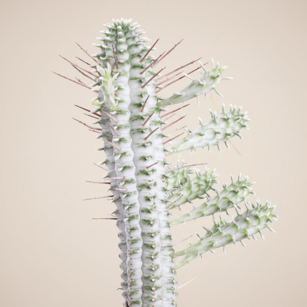 Variegated Corn Cob Cactus is a unique Euphorbia with sculptural green and creamy yellow stems. Easy-care 4" collector succulent for sunny spaces.