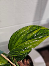 The Variegated Monstera Peru is a rare, slow-growing stunner with bold, crinkled leaves and unpredictable marbled variegation