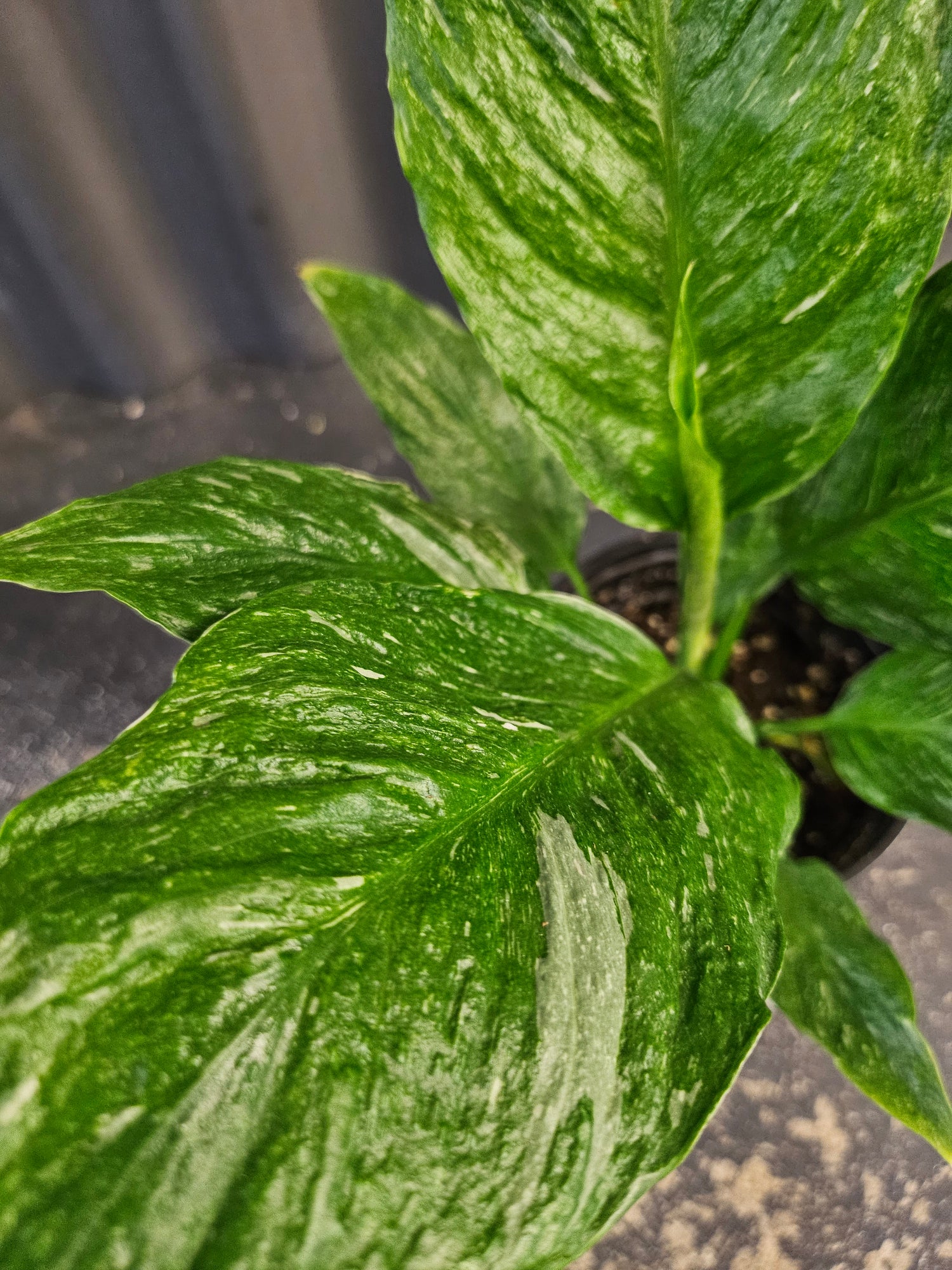 Variegated Peace Lily 4” features glossy green leaves with creamy white variegation and elegant blooms—an easy-care, low-light tropical classic.
