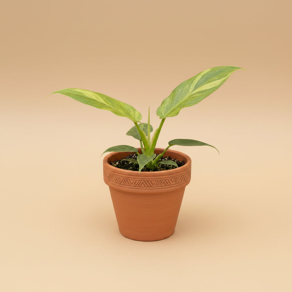 Variegated Philodendron Bob Cee is a rare collector plant with unique foliage and faint variegation that can become more pronounced as the plant matures.