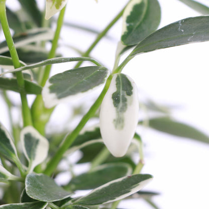 Variegated Schefflera Arboricola, an easy-care Umbrella Tree with glossy white and green foliage that adds bright tropical charm to any space.
