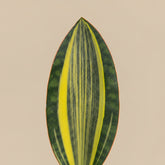 Variegated Whale Fin Snake Plant features rare, oversized paddle-shaped leaves with striking green and yellow variegation. Easy-care collector houseplant