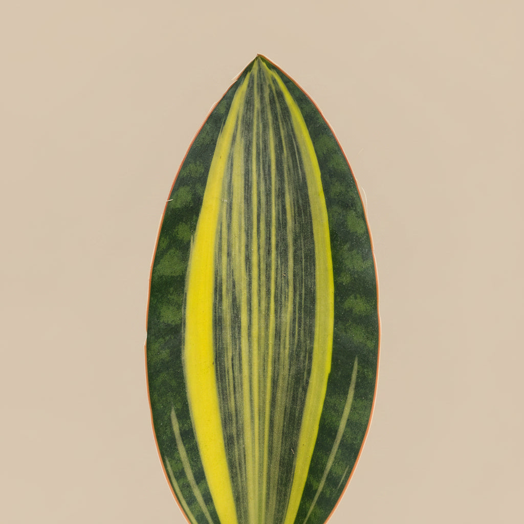 Variegated Whale Fin Snake Plant features rare, oversized paddle-shaped leaves with striking green and yellow variegation. Easy-care collector houseplant