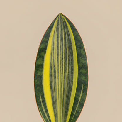Variegated Whale Fin Snake Plant features rare, oversized paddle-shaped leaves with striking green and yellow variegation. Easy-care collector houseplant