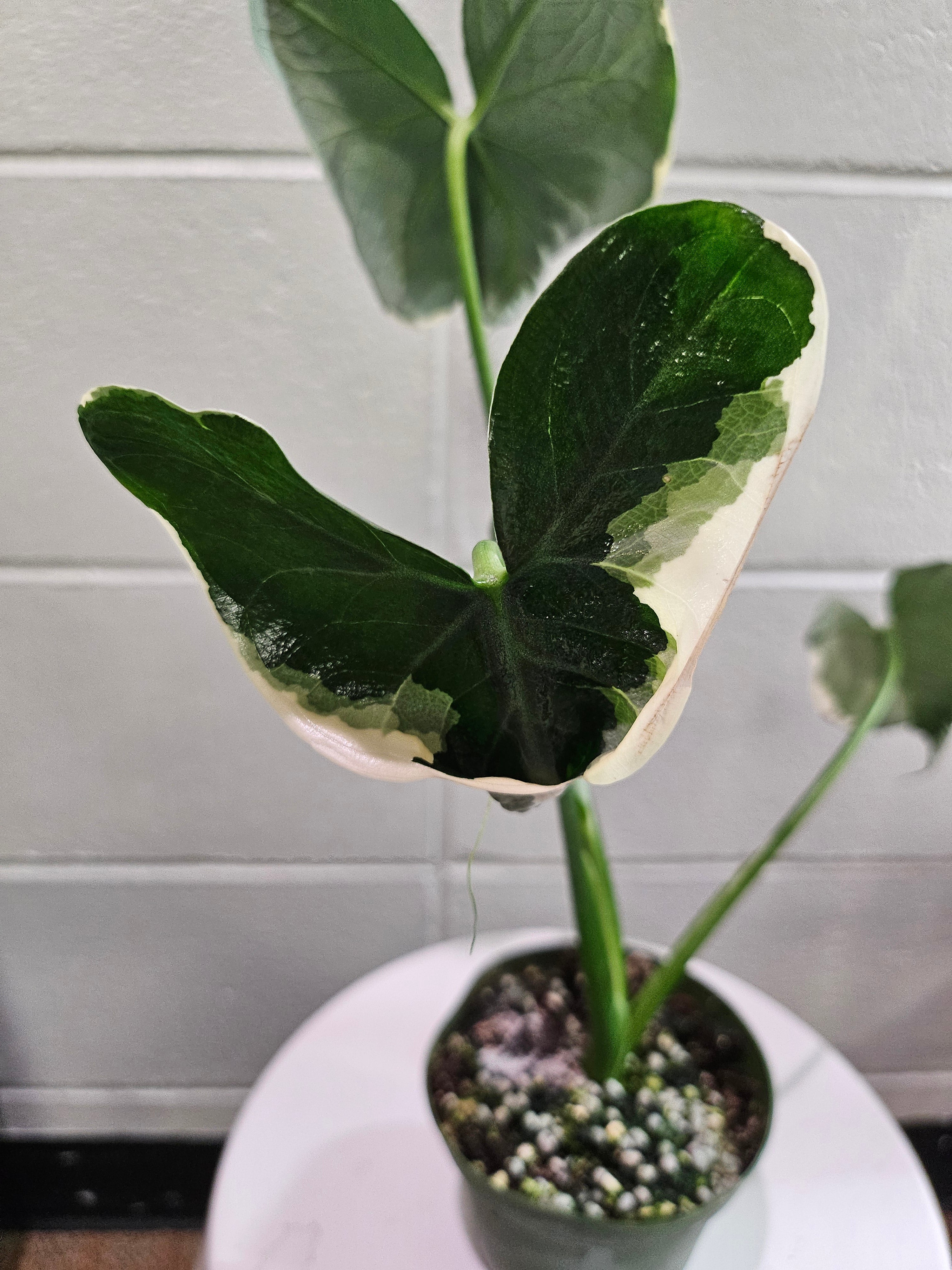 A rare variegated gem, the Xanthosoma &