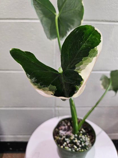 A rare variegated gem, the Xanthosoma &