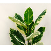 The Ficus Elastica (Rubber Tree) is a low-maintenance houseplant with striking glossy leaves, available in a variety of colors like deep green and variegated varieties. Thriving in bright, indirect light, it&
