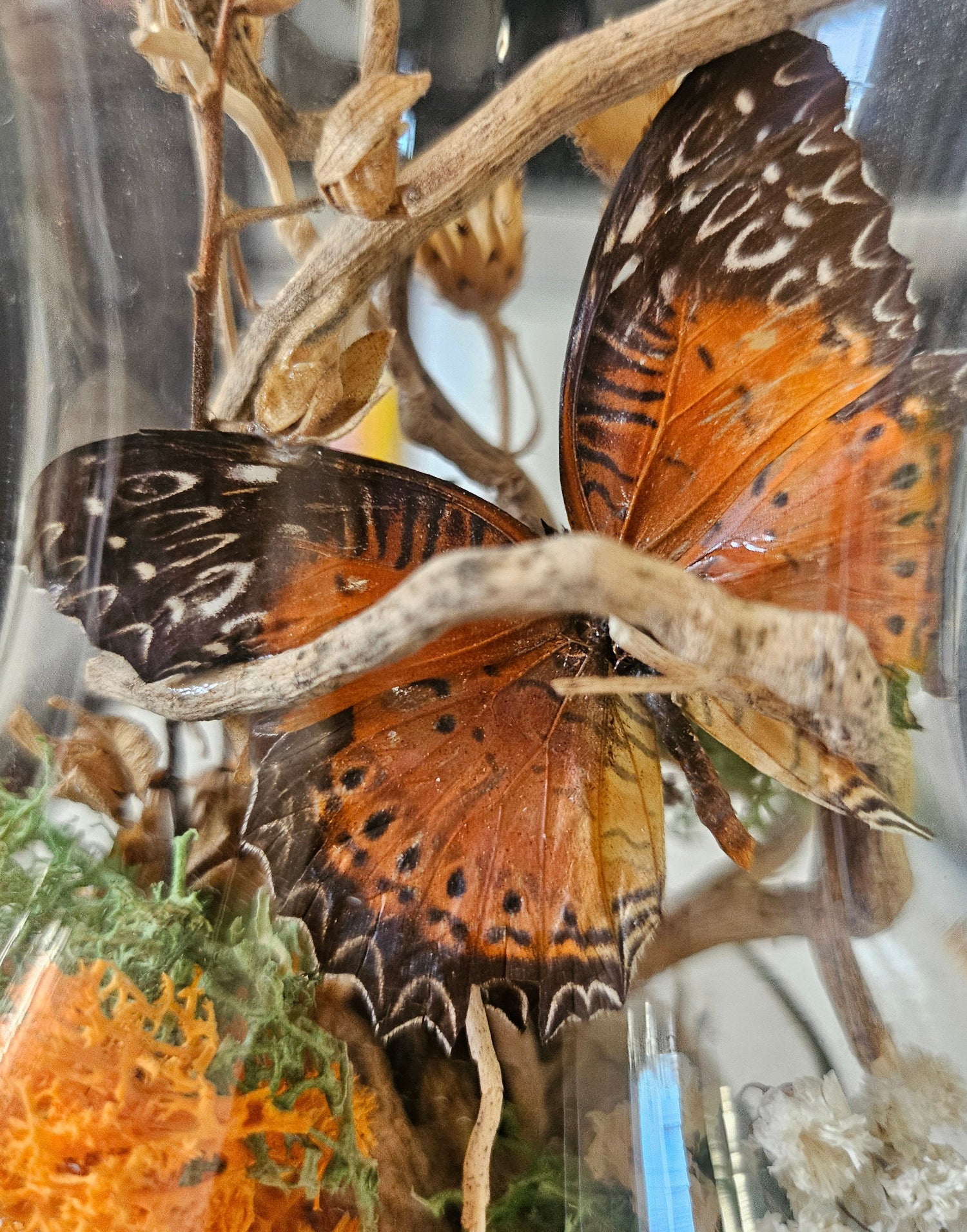 Glass hurricane lantern with a real butterfly, dried autumn flowers, and twigs. A glowing botanical woodland display handcrafted by KStonely.