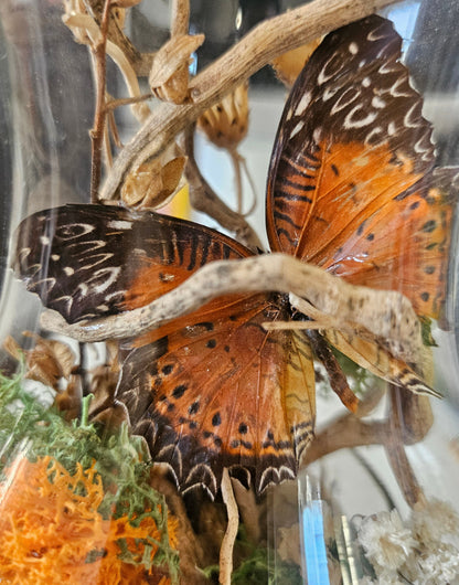 Glass hurricane lantern with a real butterfly, dried autumn flowers, and twigs. A glowing botanical woodland display handcrafted by KStonely.