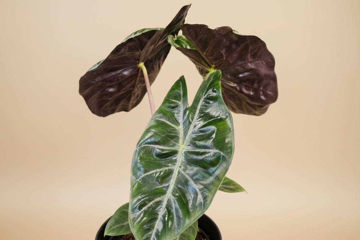 Rare and stunning, the Pink Princess Alocasia features bold pink variegation, glossy foliage, and tropical vibes—perfect for collectors and plant lovers