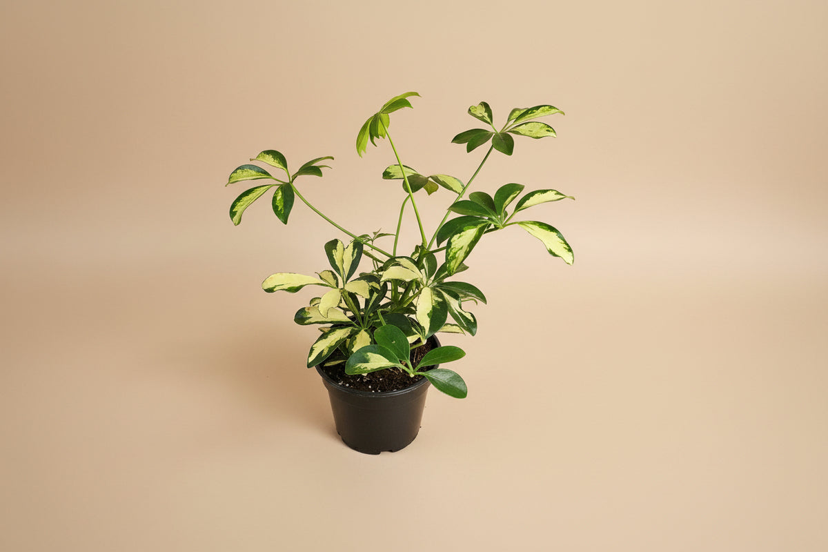 Schefflera ‘Trinette’ is a variegated dwarf umbrella tree with creamy green leaves. Easy-care indoor plant perfect for bright rooms and home décor.