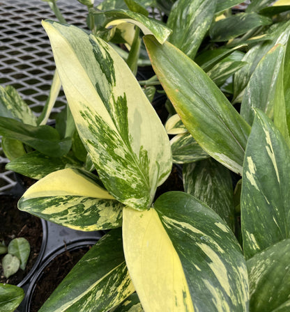 The Monstera Standleyana is a rare climbing plant known for its stunning variegated leaves, featuring splashes of yellow and cream on a dark green background. Thriving in bright, indirect light, this easy-care plant is perfect for collectors looking for a unique addition. Ideal for training on a moss pole or trellis.