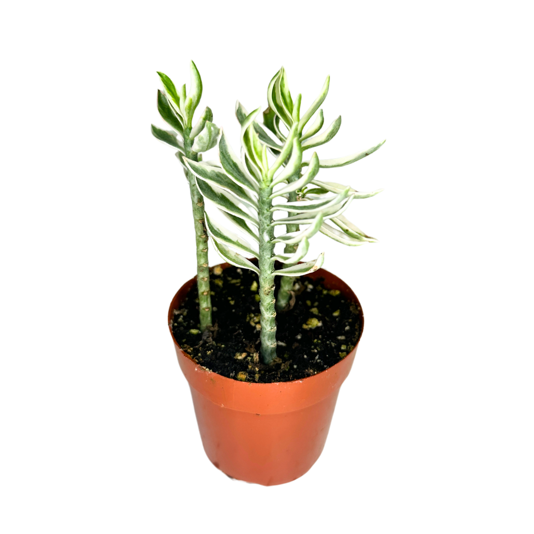 Elevate your indoor garden with the striking Devil&