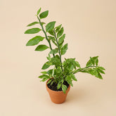 Elevate your indoor garden with the striking Devil&