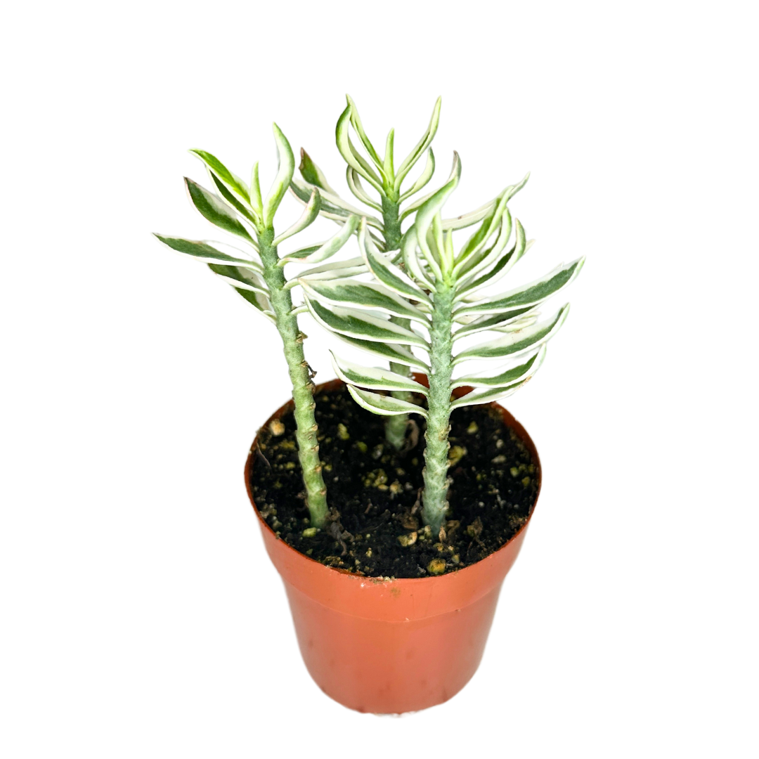 Elevate your indoor garden with the striking Devil&