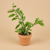 Elevate your indoor garden with the striking Devil&