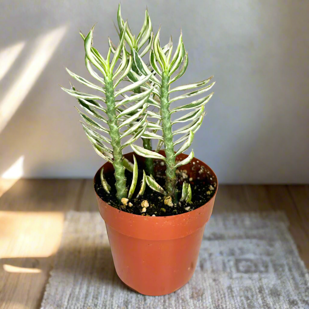 Elevate your indoor garden with the striking Devil&