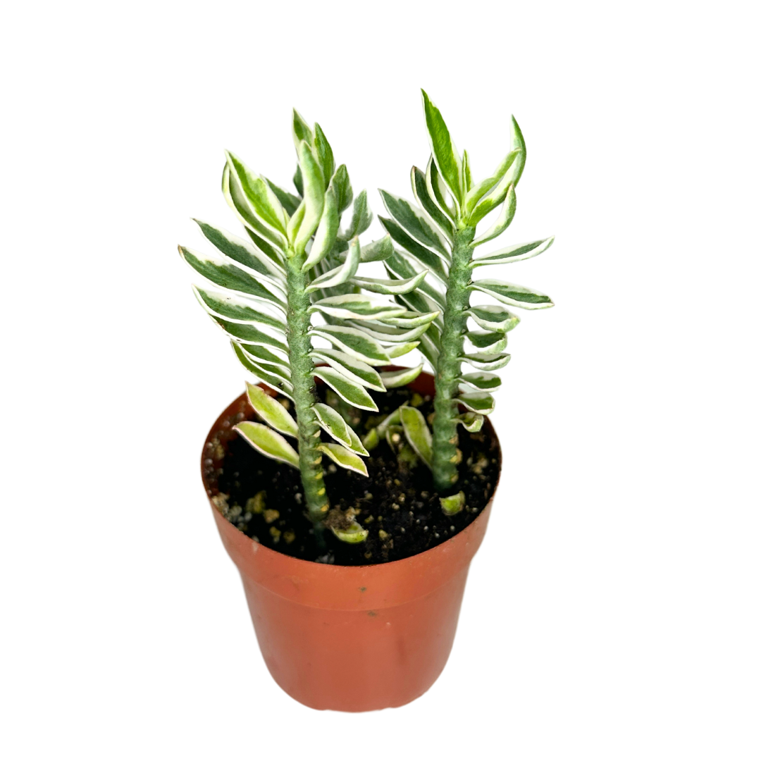 Elevate your indoor garden with the striking Devil&