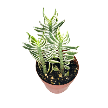 Elevate your indoor garden with the striking Devil&