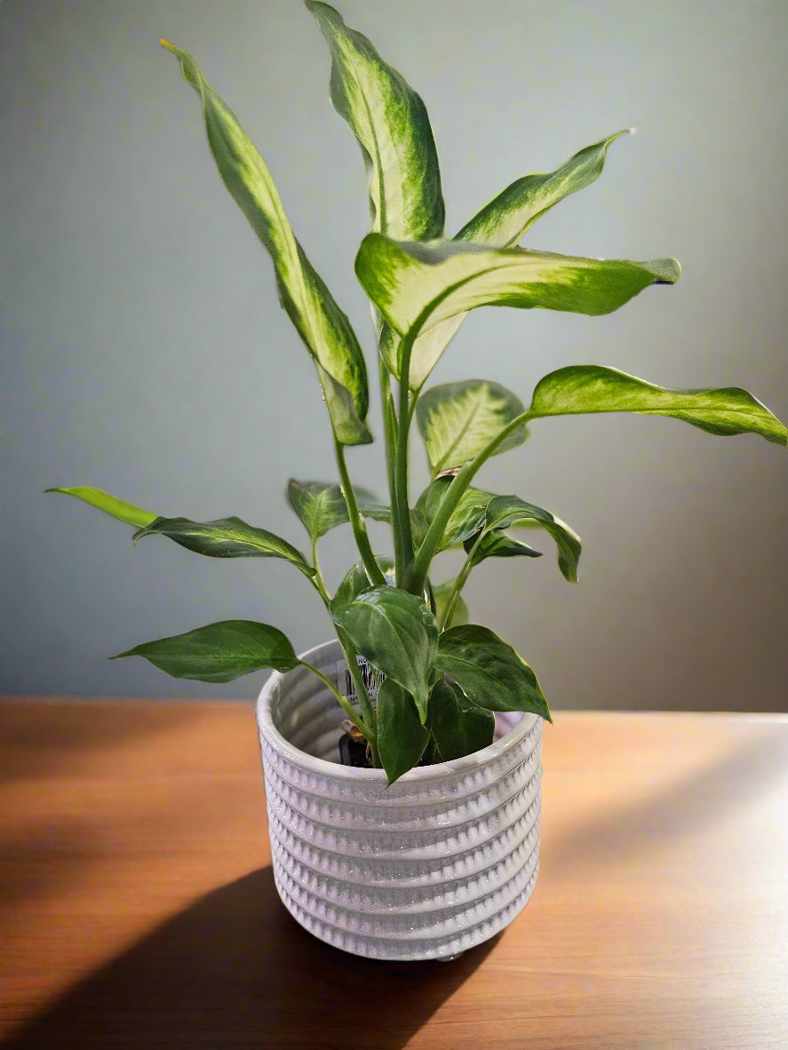 The Dieffenbachia Camille is perfect for adding elegance and greenery to your home or office. Its low-maintenance nature makes it an excellent choice for plant lovers of all levels, while its air-purifying benefits and tropical vibe make any space feel fresh and inviting.