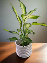 The Dieffenbachia Camille is perfect for adding elegance and greenery to your home or office. Its low-maintenance nature makes it an excellent choice for plant lovers of all levels, while its air-purifying benefits and tropical vibe make any space feel fresh and inviting.