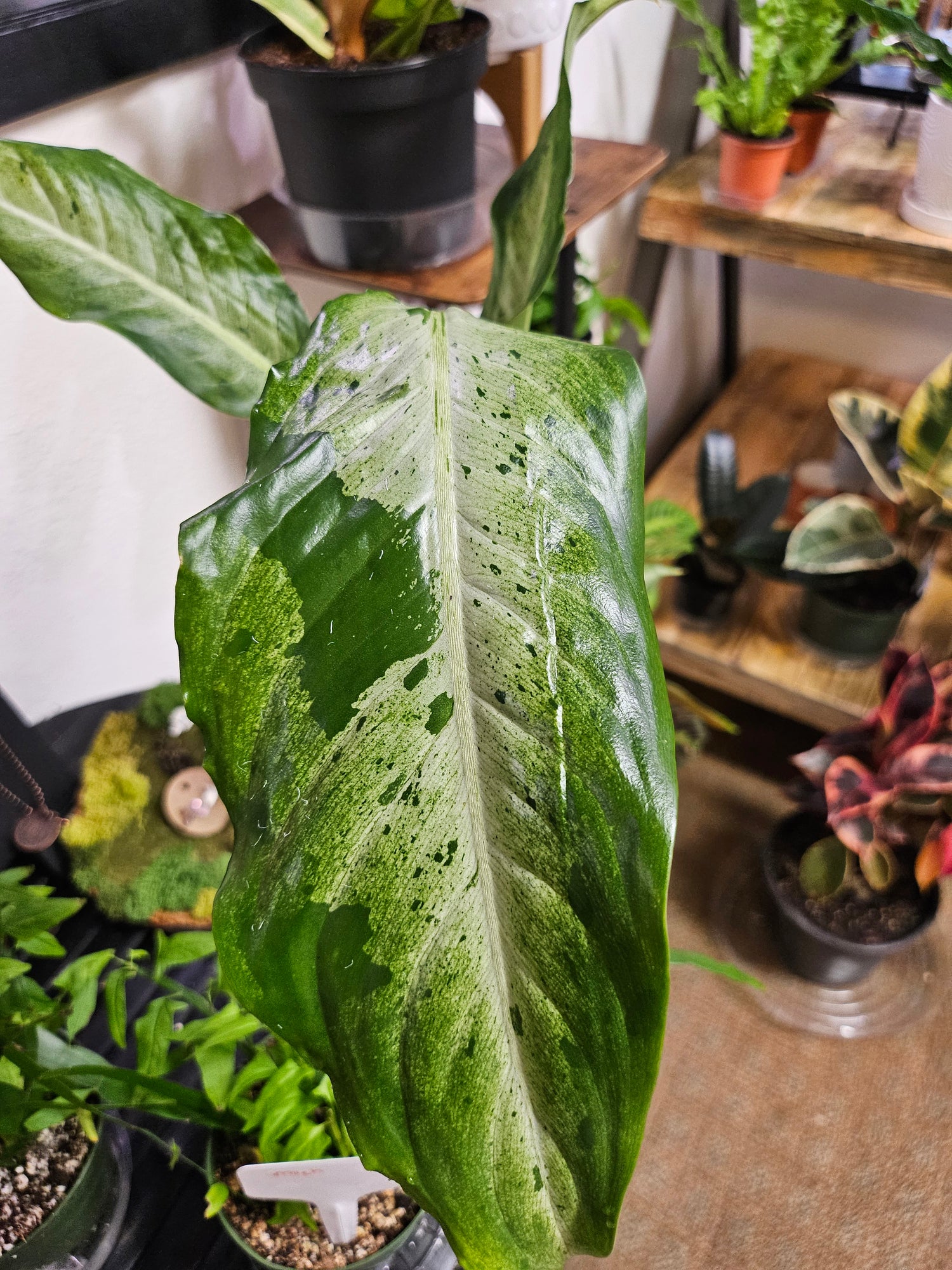 Dieffenbachia &