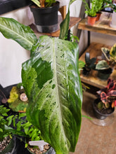 Dieffenbachia &