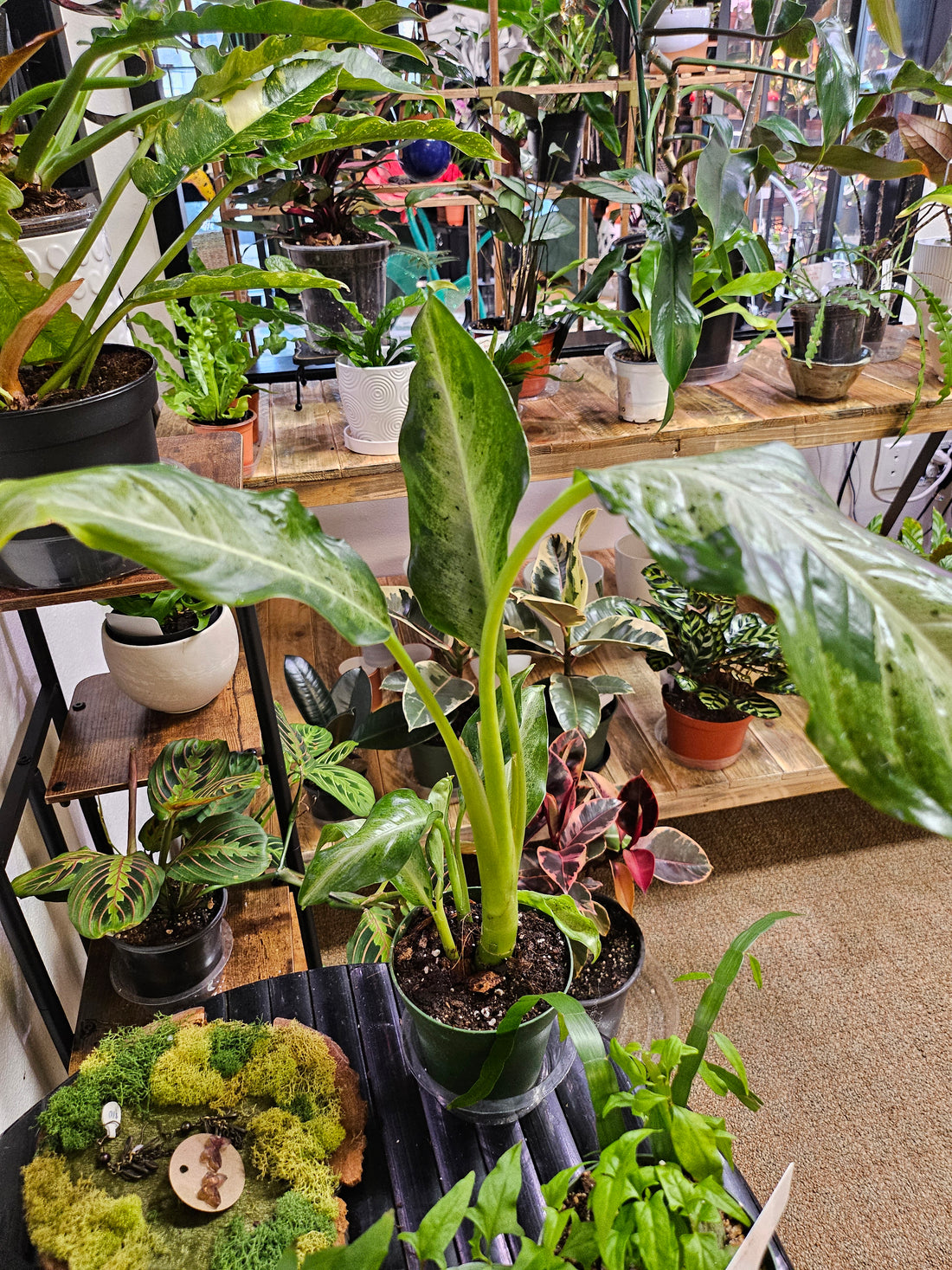 Dieffenbachia &