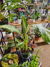 Dieffenbachia &