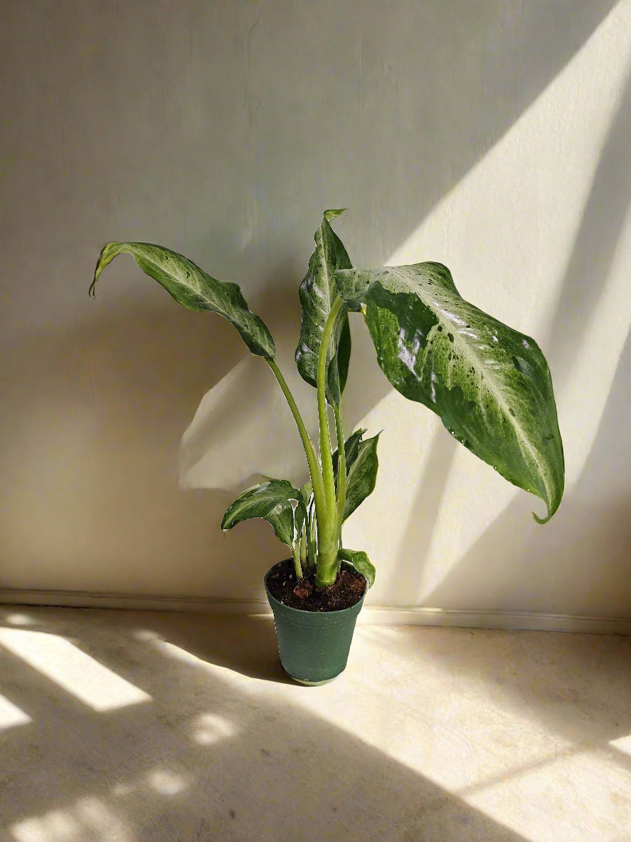 Dieffenbachia &