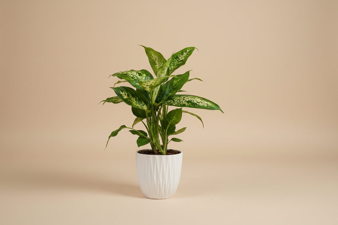 Dieffenbachia Compacta tropical houseplant with creamy green variegated leaves. Easy-care indoor plant perfect for bright spaces and lush plant styling.