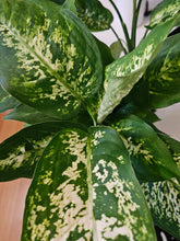 Dieffenbachia Compacta tropical houseplant detail