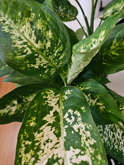 Dieffenbachia Compacta tropical houseplant detail