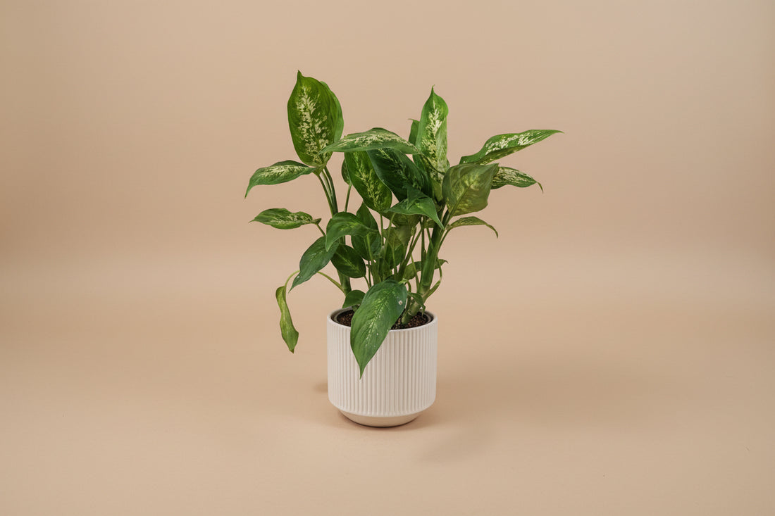 Dieffenbachia Compacta tropical houseplant with creamy green variegated leaves. Easy-care indoor plant perfect for bright spaces and lush plant styling.