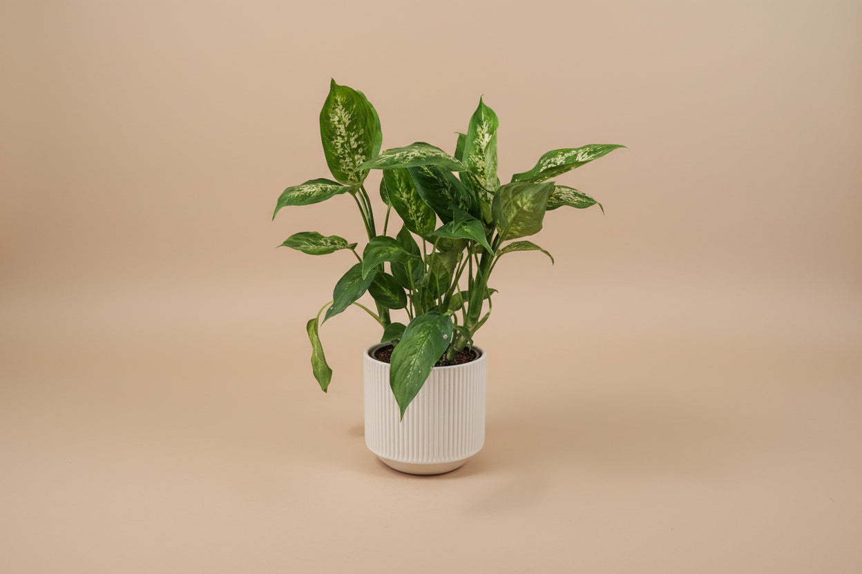 Dieffenbachia Compacta tropical houseplant with creamy green variegated leaves. Easy-care indoor plant perfect for bright spaces and lush plant styling.