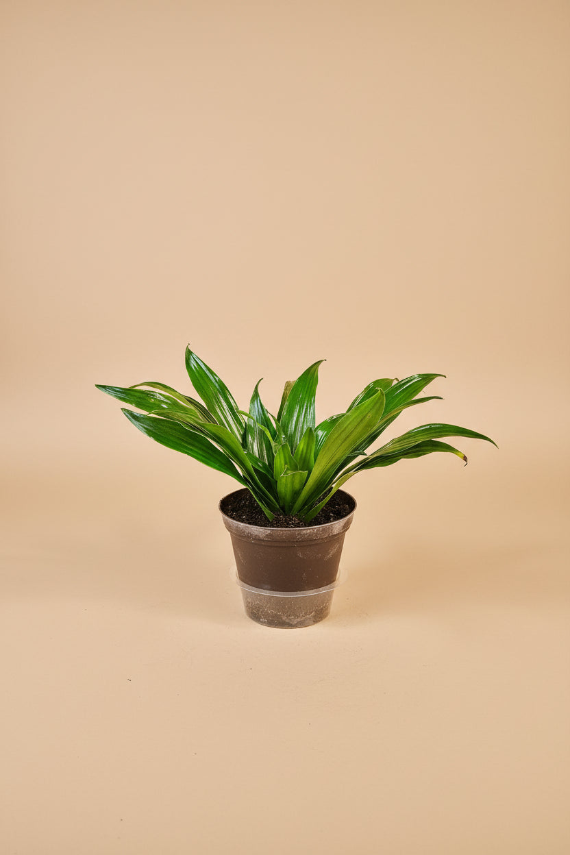 Dracaena Janet Craig is a lush, low-light houseplant with glossy green leaves, easy care needs, and timeless tropical style for homes and office