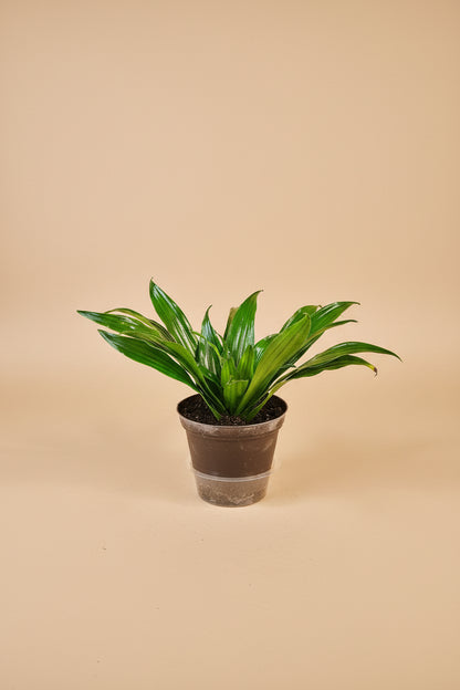 Dracaena Janet Craig is a lush, low-light houseplant with glossy green leaves, easy care needs, and timeless tropical style for homes and office