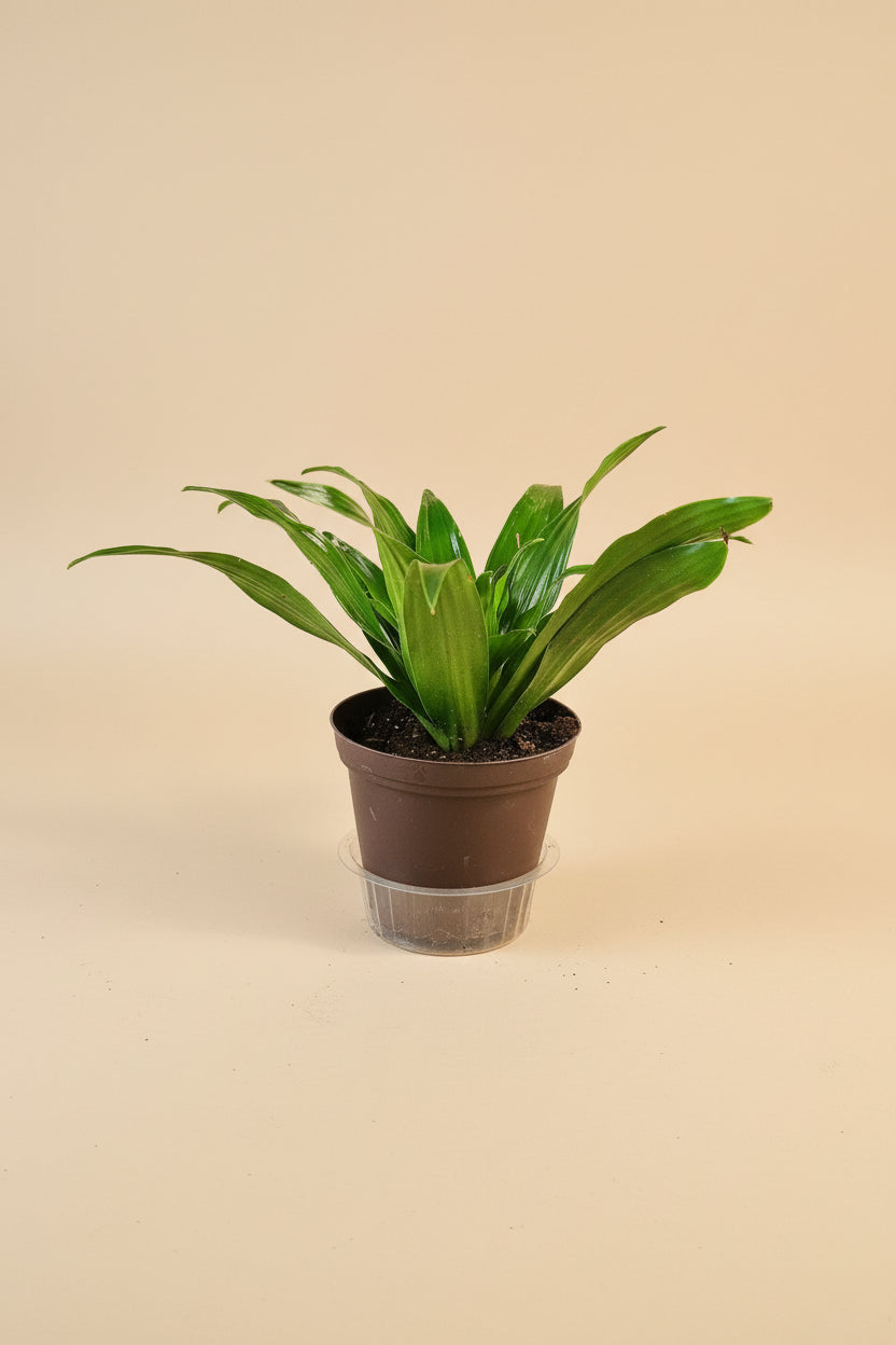 Dracaena Janet Craig is a lush, low-light houseplant with glossy green leaves, easy care needs, and timeless tropical style for homes and office