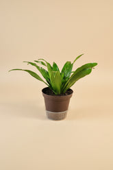 Dracaena Janet Craig is a lush, low-light houseplant with glossy green leaves, easy care needs, and timeless tropical style for homes and office