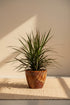 Dracaena Marginata Madagascar Dragon Tree features elegant red-edged foliage and easy-care beauty. A striking tropical houseplant for any space.
