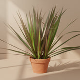 Three Plant Dracaena Marginata features elegant red-edged foliage and a full multi-cane display. An easy-care tropical houseplant for any room.