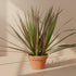 Three Plant Dracaena Marginata features elegant red-edged foliage and a full multi-cane display. An easy-care tropical houseplant for any room.
