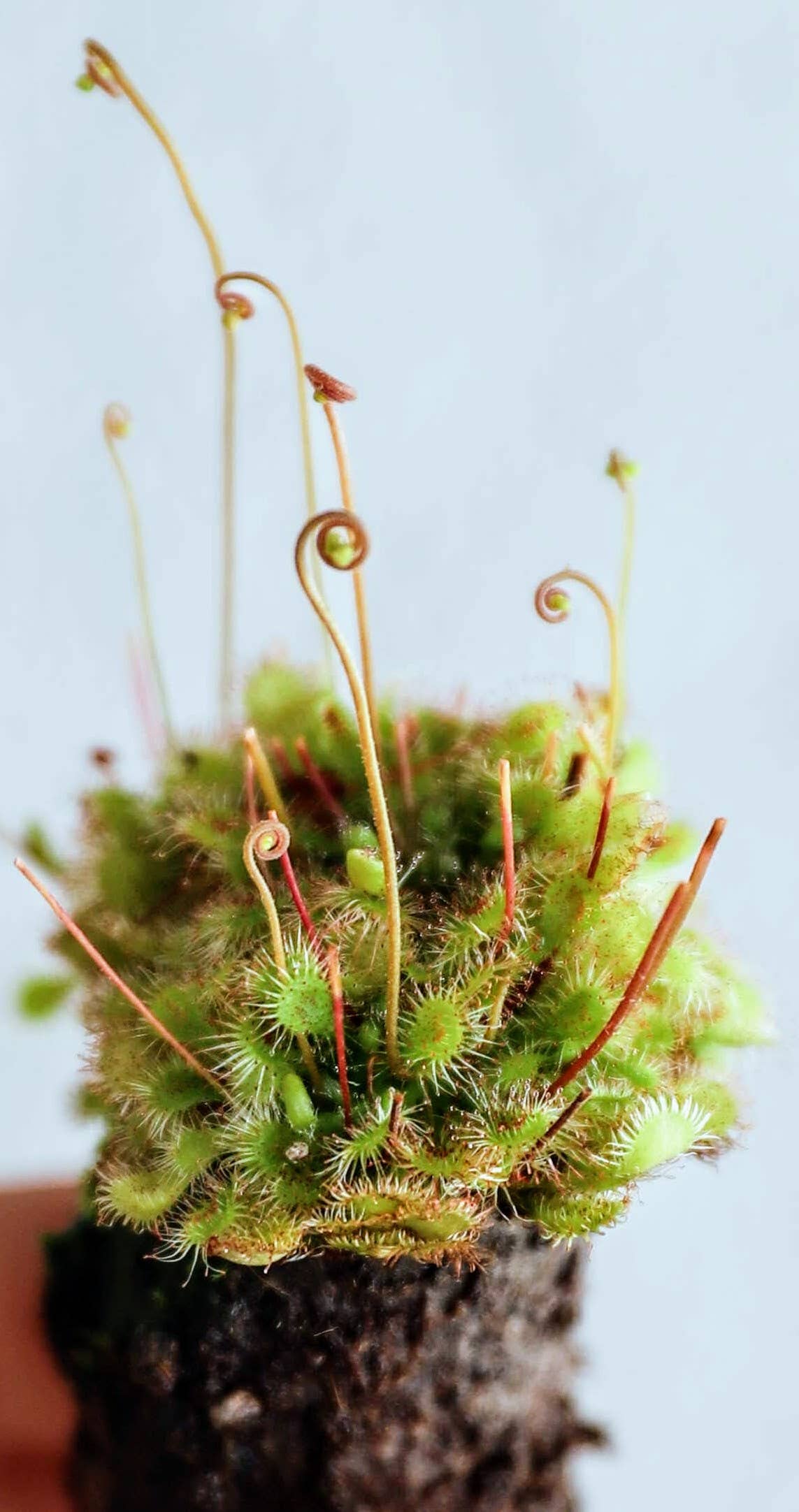 Shop the rare Drosera Capensis x Spatulata Cape Sundew Hybrid. This easy-care carnivorous plant traps pests naturally with sparkling, dew-covered leaves.