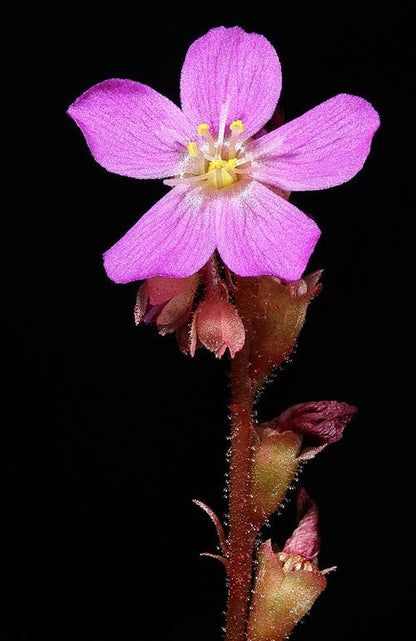 Shop the rare Drosera Capensis x Spatulata Cape Sundew Hybrid. This easy-care carnivorous plant traps pests naturally with sparkling, dew-covered leaves.