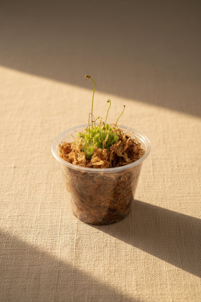 Drosera spatulata, a beginner-friendly carnivorous sundew with sparkling sticky leaves that naturally catch insects. A fun and fascinating houseplant.